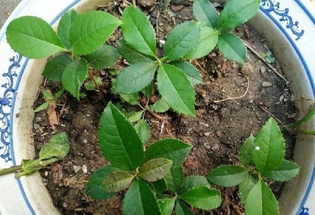 椰糠土|6月,最适合扦插的花,一插就活,大白根冒疯了