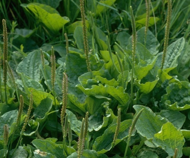 咳嗽|女性常吃此物,不咳嗽了,子宫越来越干净,远离妇科炎症,效果棒