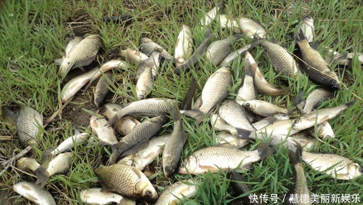 雾化|钓鲫鱼时怎样才能快速诱鱼?钓鲫鱼的打窝快速诱鱼技巧