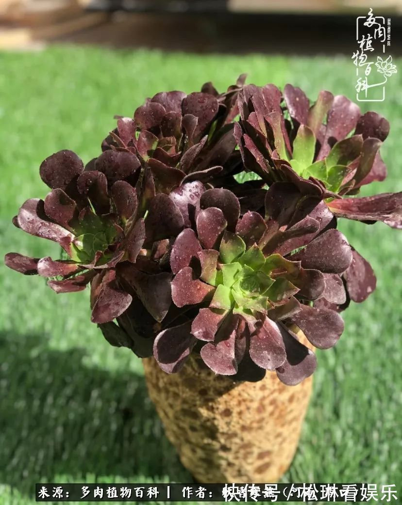 多肉千万种,我独爱法师!爱它的霸气,更爱它的华丽蜕变!