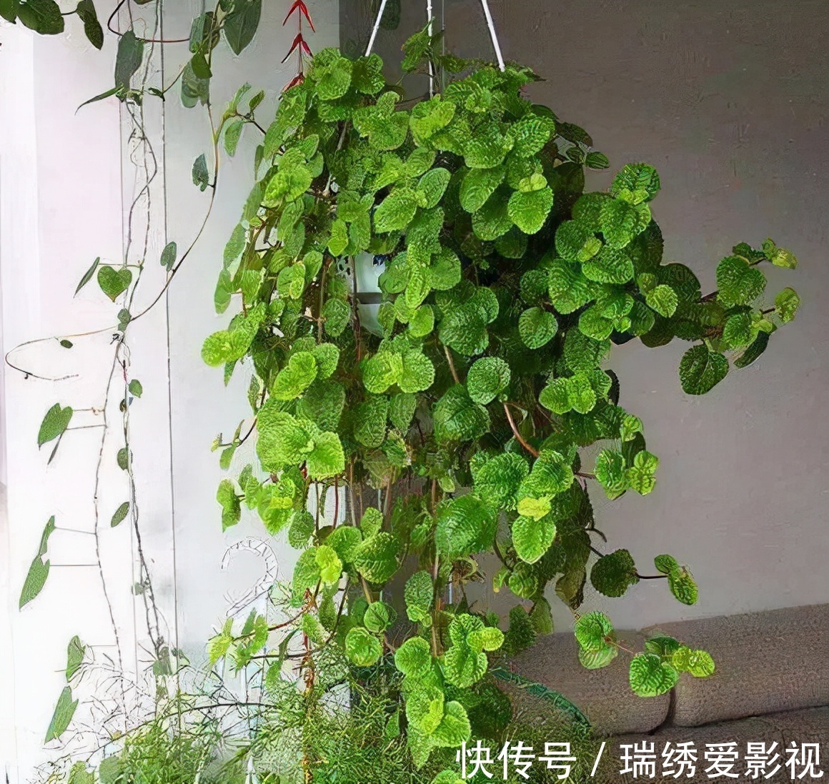 厕所再小，也要养盆吸味花，清除臭味、异味效果好