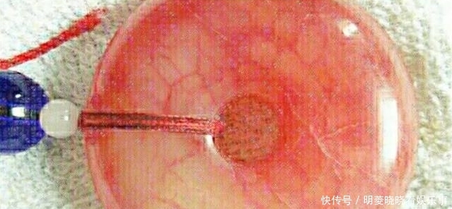 文物贩子造假有多可怕?活羊体内塞入玉,3年后宰羊取玉再卖天价