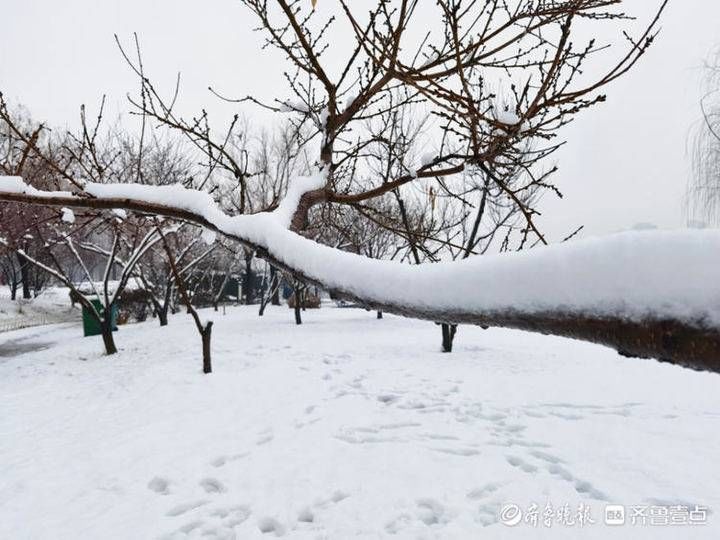 邢台|雪！雪！雪！聊城雪景大片来了，美翻天……