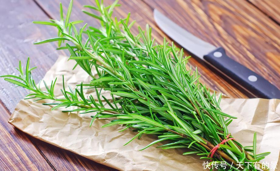 这6种植物是生活的好帮手,家里养一盆,好看好养还可备不时之需