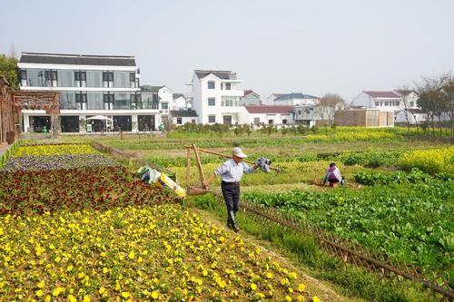 走进溧阳之二：溧阳有个打卡地，稻花香里的庆丰面面俱“稻”