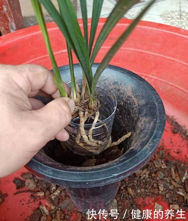 兰花上盆,矿泉水瓶做套筒,兰花长得更好!