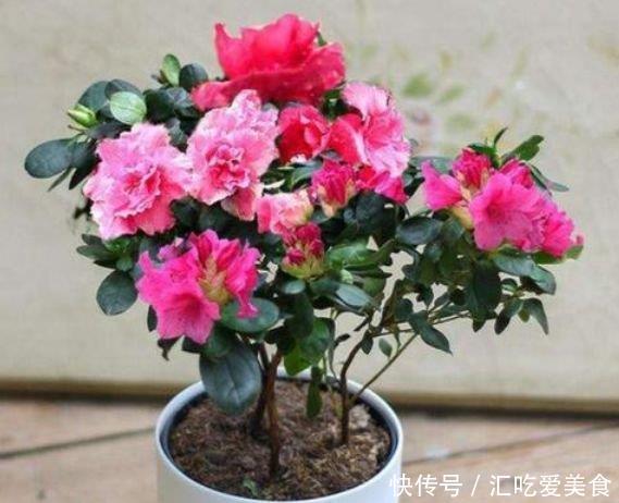 4种漂亮花,好打理,易爆盆,不仅花好看,名字也好听