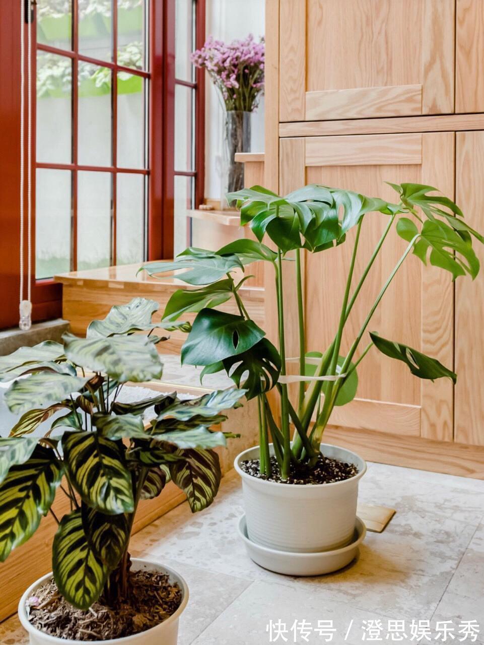 6种花，能养人，高档大气有品味，越养越有“好身体”