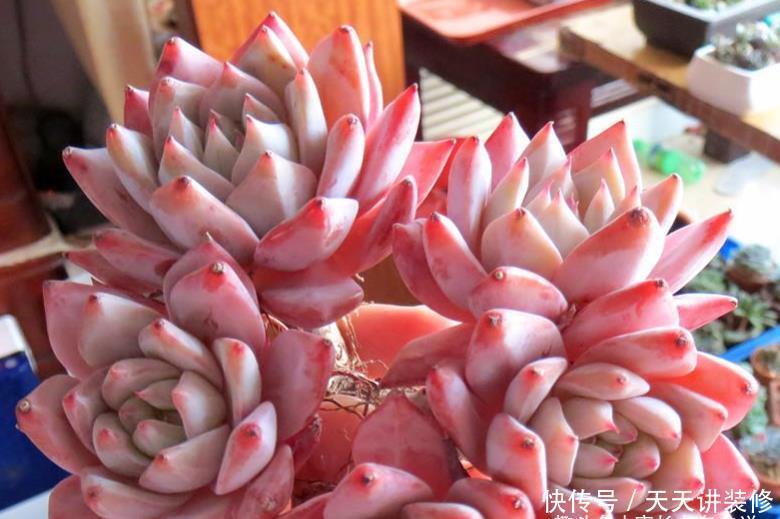 多肉粉蓝鸟和雪兔都非常的好养，那么哪个品种更适合阳台养护呢？