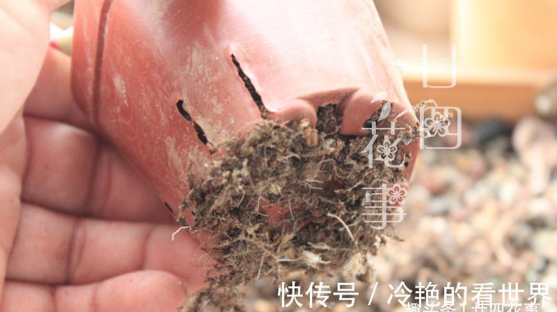 10月养多肉，5种情况需要翻盆，简单3步，生根快重新变美