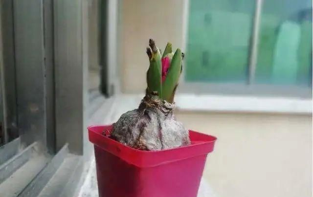 浇水|夏天这8种花赶快“断水”,一瓢水就能要了小命