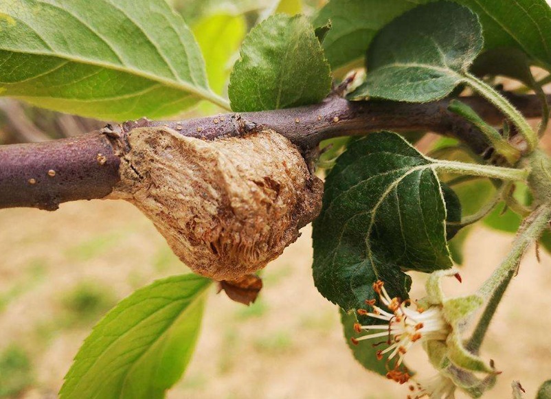 狗尿|若是在桑树上看到“拦狗尿”,赶紧拿回家,如今价值不菲