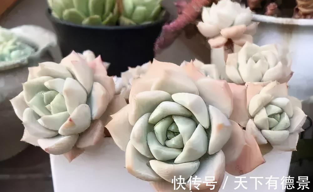白牡丹|夏天喜欢养多肉，推荐5个皮实好养的品种，35℃照样生机勃勃
