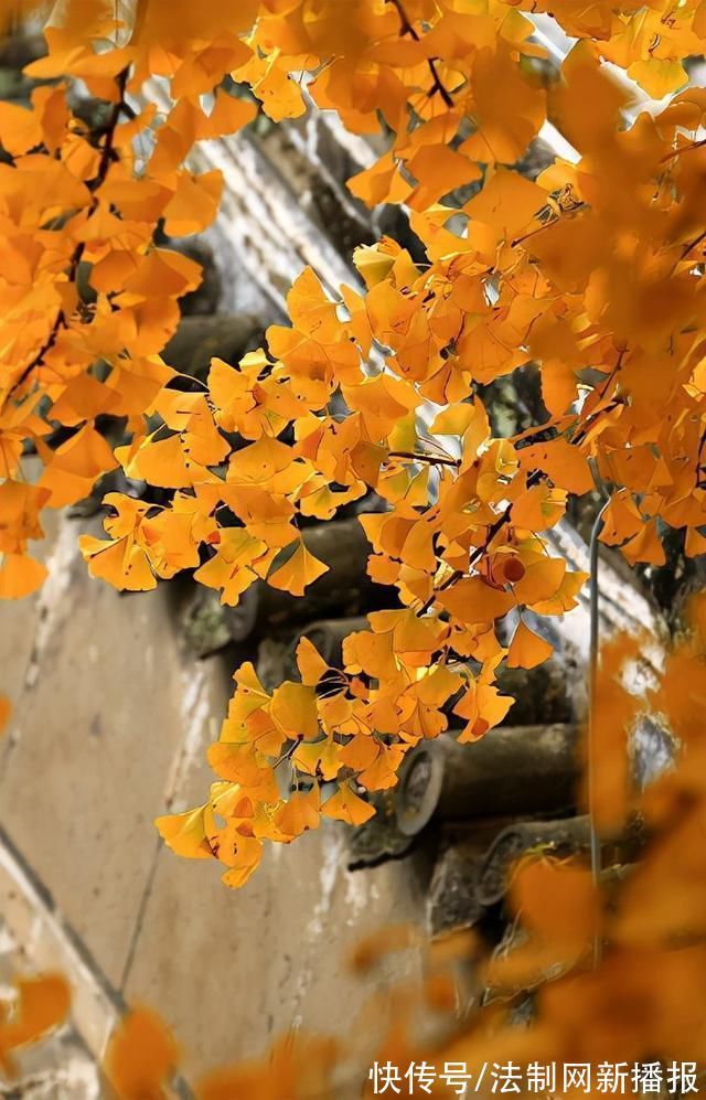 度宗咸淳$诗僧笔下的秋天,不仅有最美的秋色,还有浓浓禅意,令人回味无穷