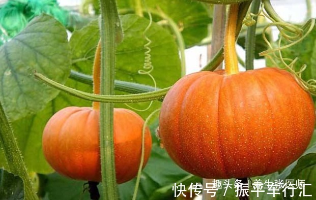 吃完南瓜一小时内，不要碰以下几物，很多人还不清楚，不妨了解下