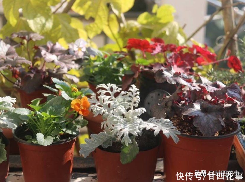 5种“过期药”别扔，磨成粉养花，代替生根粉营养液，杀菌防病害