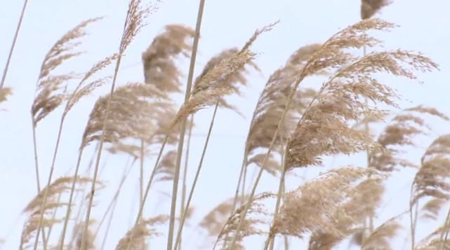 密山：初春芦苇荡——景色美如画