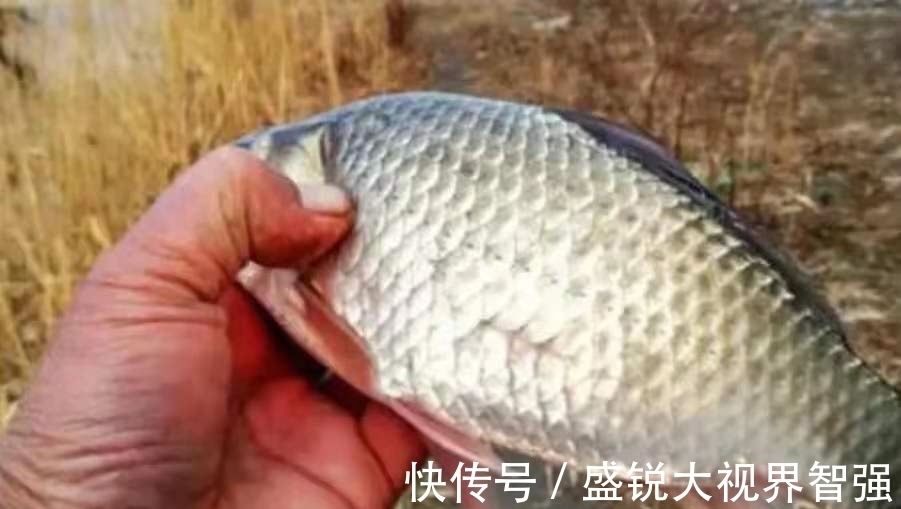 浮漂|钓点鱼星一大片,谁料无鱼吃饵,二十年老司机道破实情,服了