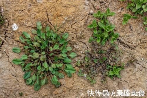 野花野草|你有没有见过60元一斤的野菜?从前是穷人的救命稻草,遇见请珍惜