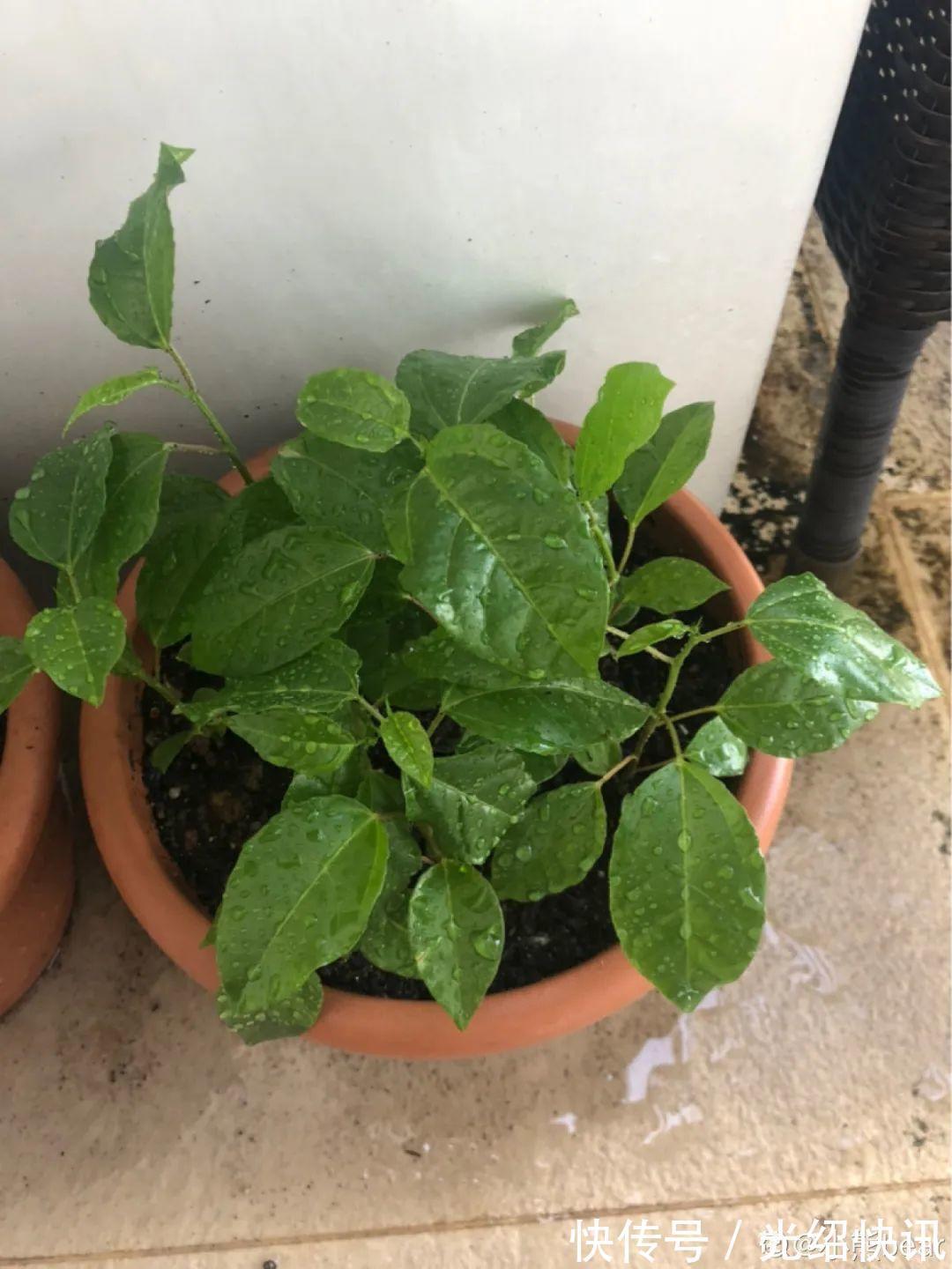 大粗杆插土里,7天生根,当年结果压弯枝,不用买水果了!