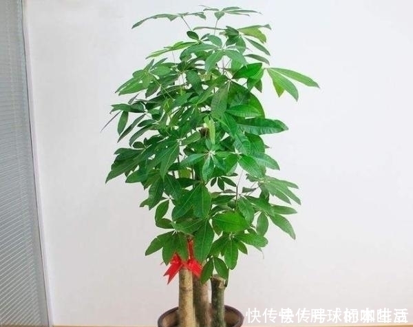 水分|给发财树浇水,记两关键,十年不烂根,叶片油亮亮,越来越旺盛!