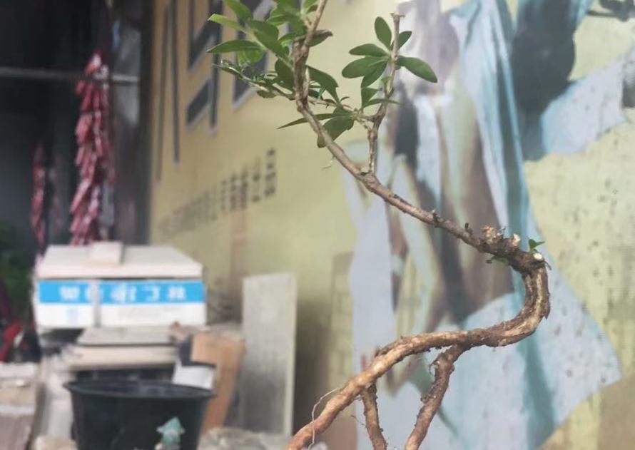 以六月雪为图例,简单为大家介绍附石小盆景的制作