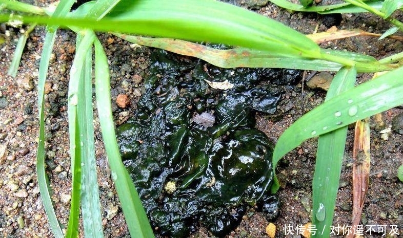  才能|农村有种野菜，打雷下雨天才能采摘！有钱都买不到的美味，认识吗