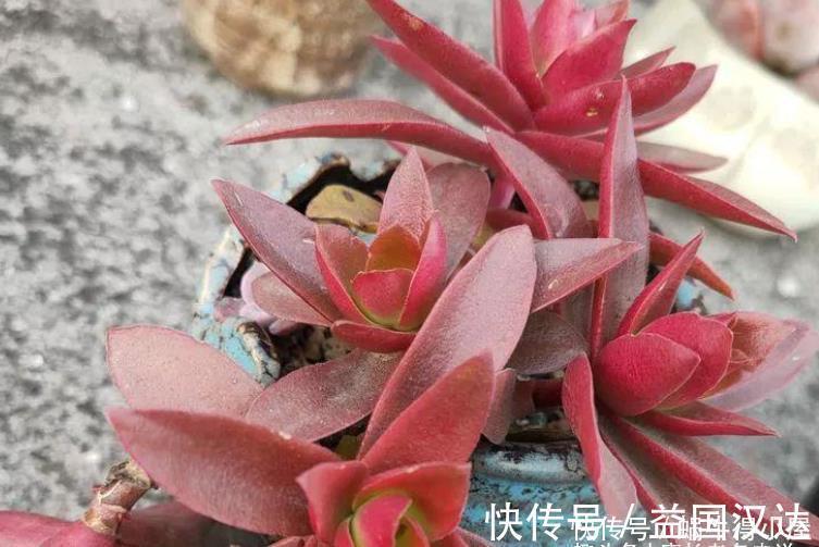 白粉病|多肉火祭算不算好品种?看完它的优点和缺点,我想大家自有定论