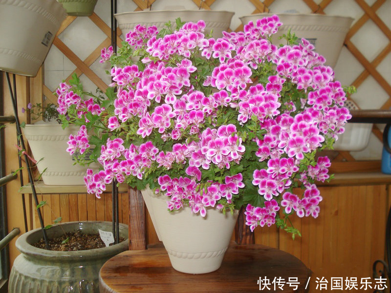 残花梗|天竺葵“花谢”以后,这么剪一刀,花苞嗖嗖冒,开花一茬又一茬