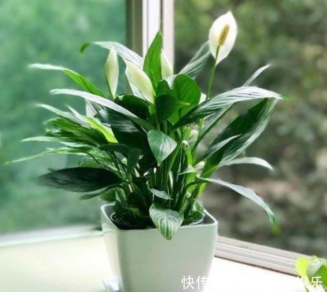 金鱼草|4种花养在家里,一整年都有好运气,开花漂亮财运来,一养就上瘾