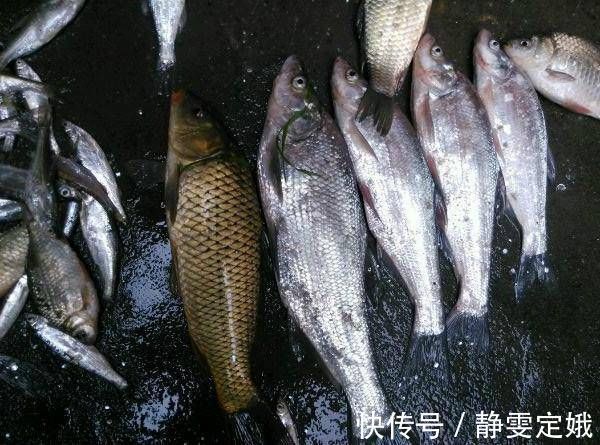 这种鱼到底是不是翘嘴呢,虽然长得挺像,但是这种鱼长不了一米