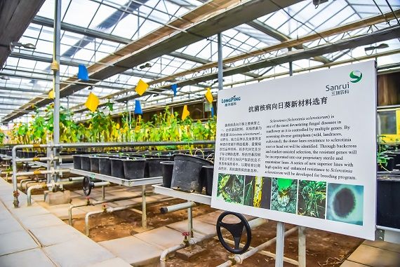 五原瓜子|从代加工到品牌化之路：内蒙五原瓜子品牌借力拼多多弯道超车