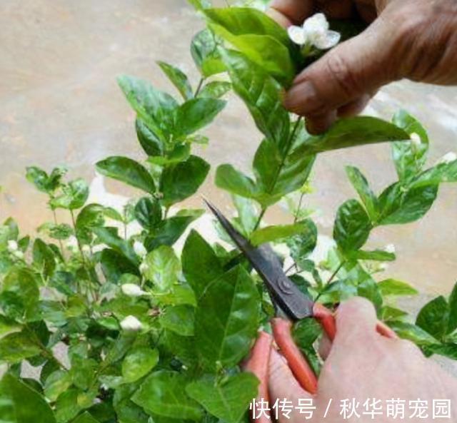 想要茉莉多开花,记住“十二字”口诀,一茬一茬开香花