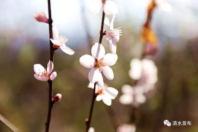 早春花枝俏，清水桃花朵朵开