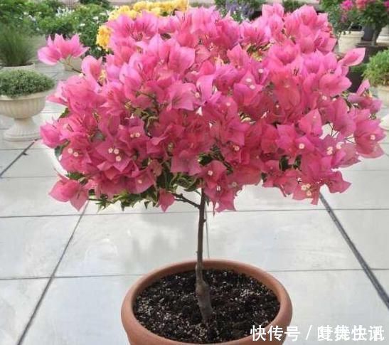 树桩|一鸣惊人的5种树桩盆景,好看还不贵,养家里奢华显档次!