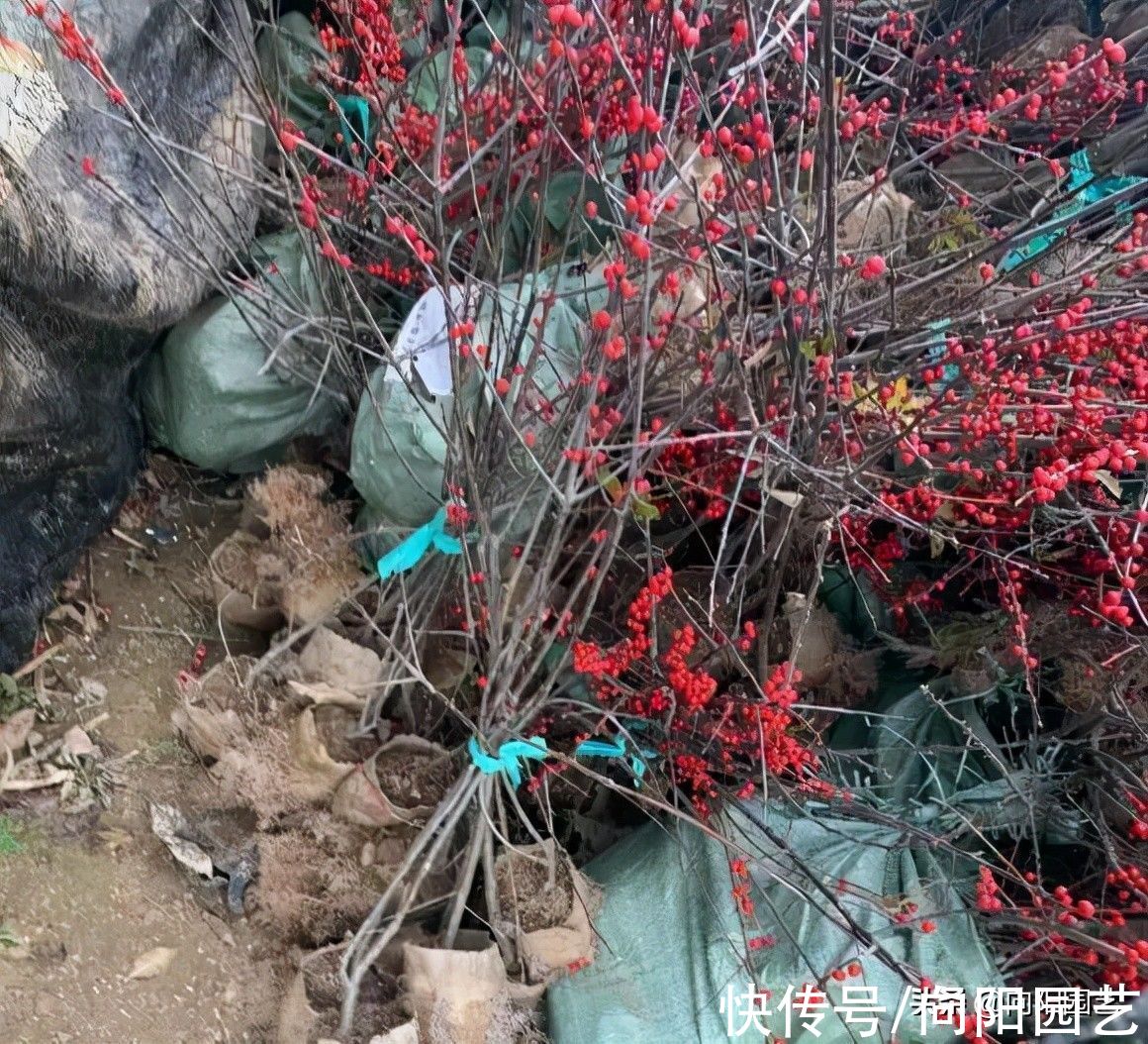 干枝|临近春节，这10种花不要买，俗称“坑人花”，买回家就养死