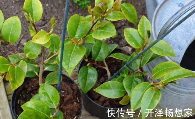 老桩|懒人家里养盆栽首选3款''大树'',株型小、身价高、寓意美