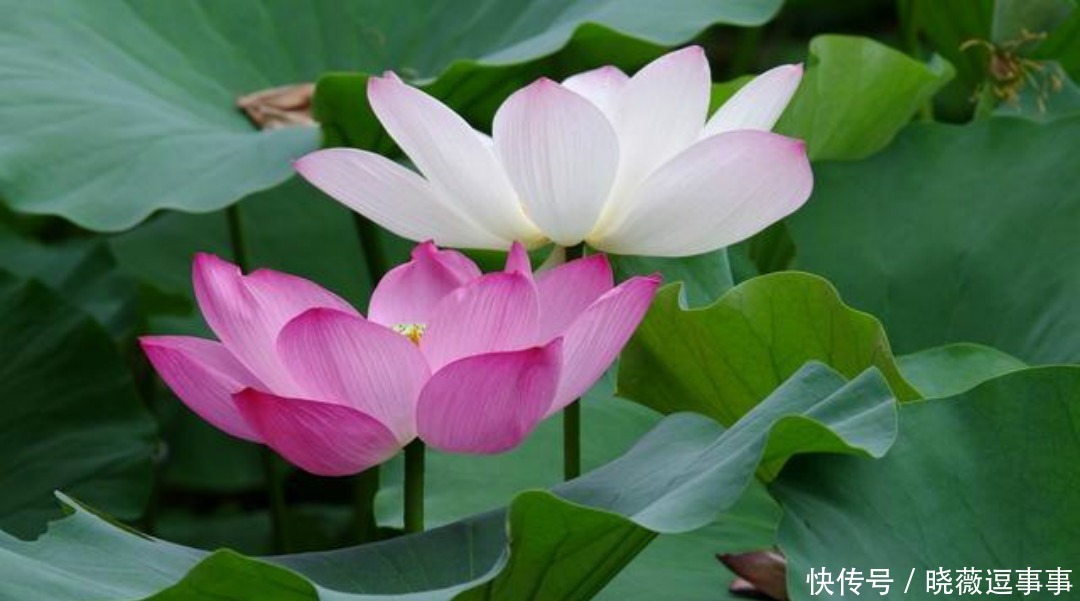 不会泡妞的男生应该学李商隐,看他如何追女票,用一首诗打动美人