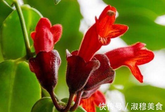 这款植物全年开花,花色艳丽花量大,比牡丹还好养,花开枝繁叶茂