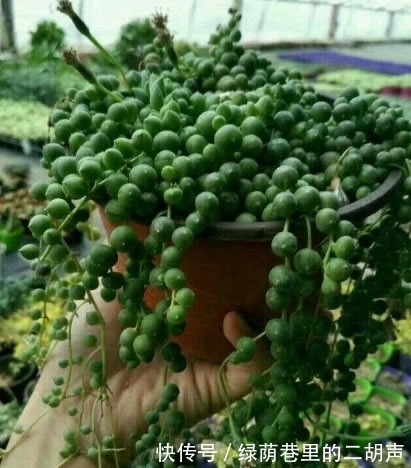 养多肉“佛珠”如何快速爆盆？3个小方法，1个月美成“瀑布”