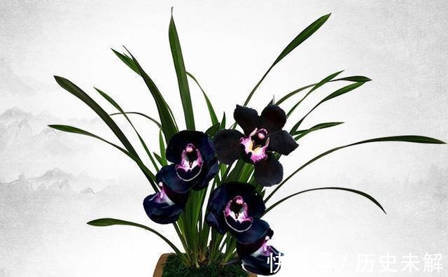 这款兰花真奇怪，被誉为是兰花界的“黑魔法”，适合新手养护！