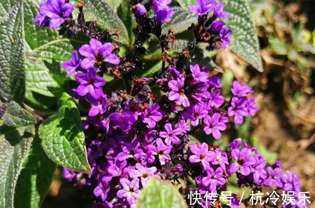 植株|和香水一样香的草,紫色花朵超迷人,阳台种一盆,又香又美