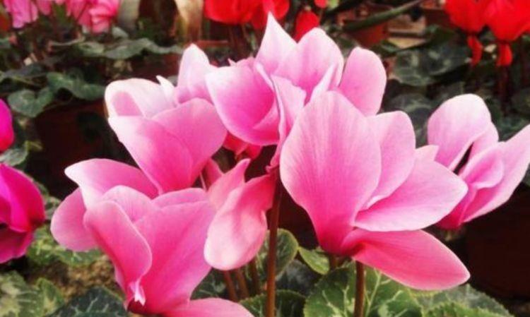 几款花卉,花色鲜艳夺目,花大服盆快,对待新手很友好