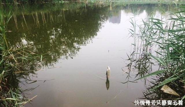 鱼星四起,鱼却不咬钩,着急解决不了问题,搞懂诱因方能化解