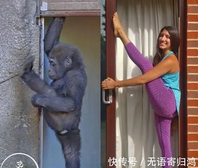 瑜伽|如果动物也“瑜伽”是什么样子?这只熊猫也太萌了