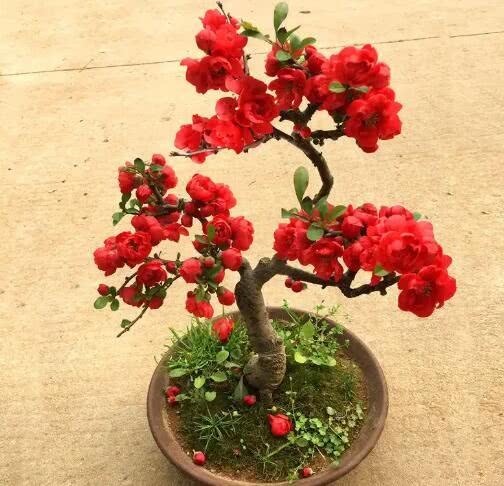海棠花色艳丽,海棠盆景有富贵的象征,海棠盆景如何养护