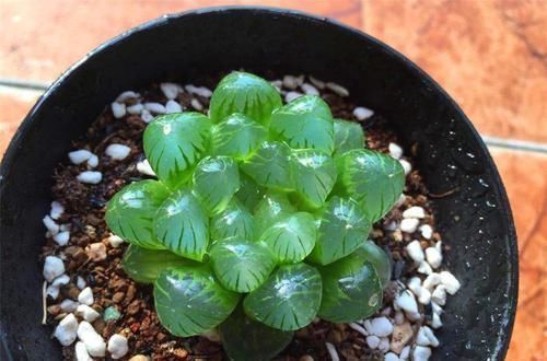 浇水|玉露这样养,10天长出“窗”,饱满又晶莹,冬天长得更漂亮!