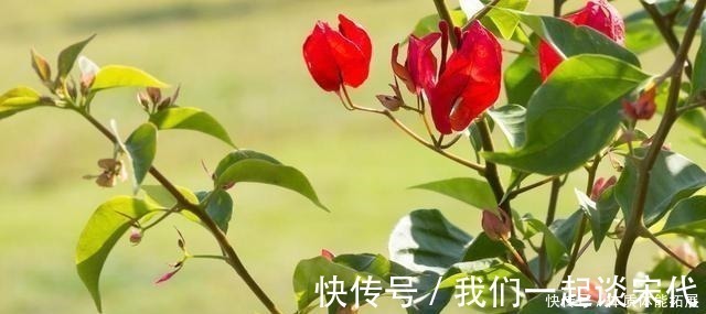 柠檬酸|三角梅“黄叶”不开花，用这2种水浇一浇，叶子油绿，满头花！