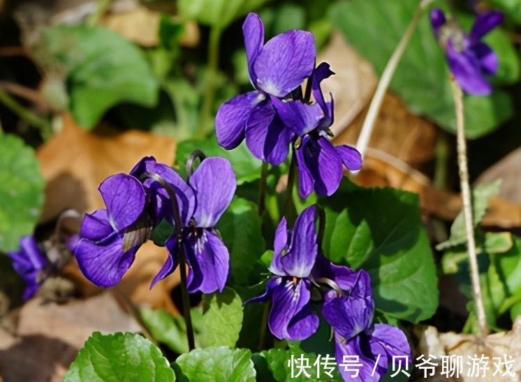这5种花,纯正的紫罗兰色,天然又纯粹,太美了