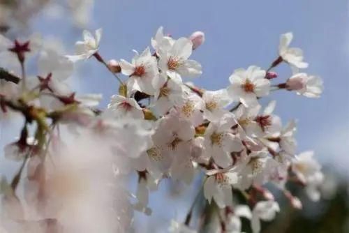  第一百一十九期：生命，是一树花开